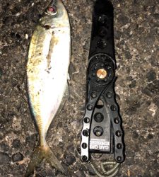 アジングナイト(快釣❗)