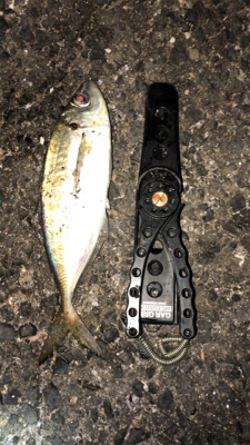 アジングナイト(快釣❗)