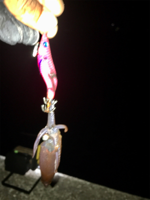 ヒイカ調査、木材港にて(^^)