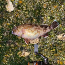 抱卵ガシラ＋α