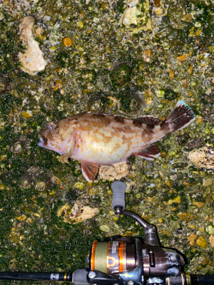 抱卵ガシラ＋α