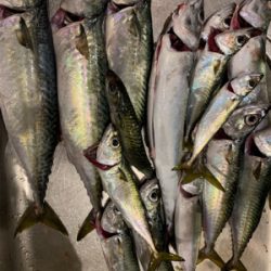 タチウオのはずが大サバ!