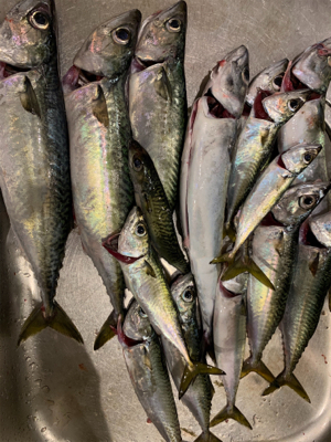 タチウオのはずが大サバ!