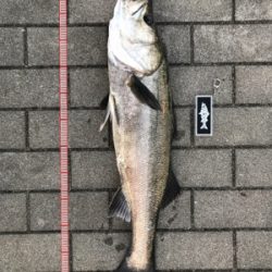 コスモスクエア釣果