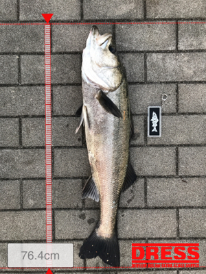 コスモスクエア釣果