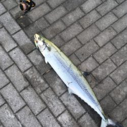 サワラ95センチ。。。