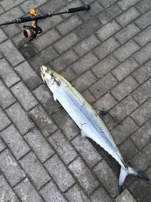 サワラ95センチ。。。