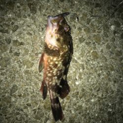 ☆全集中で青物チャレンジ