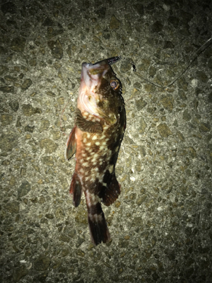 ☆全集中で青物チャレンジ