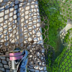 トラウト　半袖レベルの暑さ