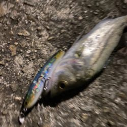 チーバスの季節