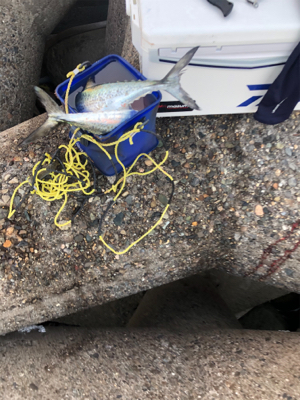 一応釣れたが…