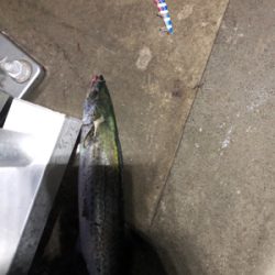 サワラ サイズが多かった!