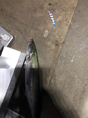 サワラ サイズが多かった!