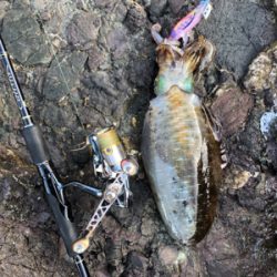 短時間エギング