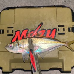 良型のアジを探して