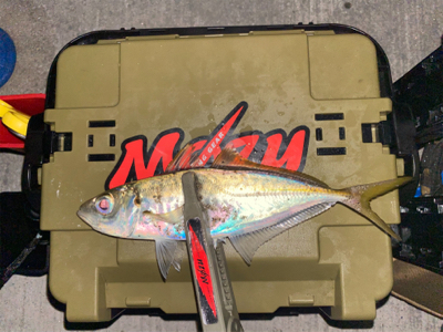 良型のアジを探して