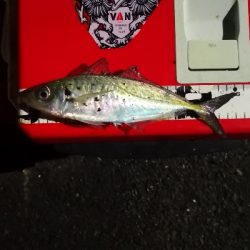 アジング練習 215