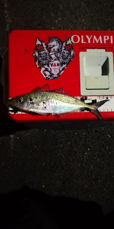 アジング練習 215