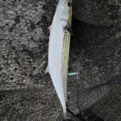 サゴシとハマチ