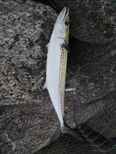 サゴシとハマチ