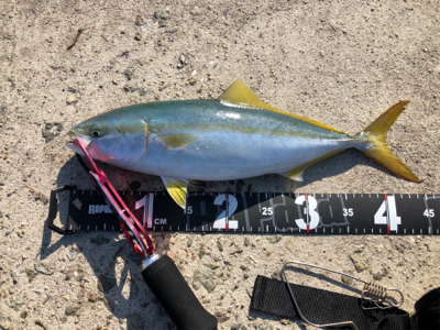 初めての大阪釣行