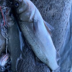 仕事前の朝マズメ！！ヒラスズキ釣果！！