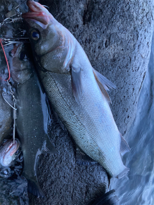 仕事前の朝マズメ！！ヒラスズキ釣果！！