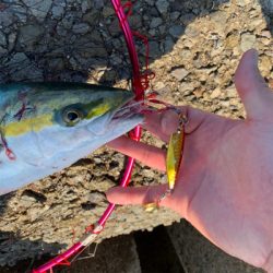 のりのりハマチ