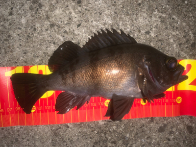 アジング、メバリング