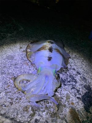 漢は黙ってヤエン。