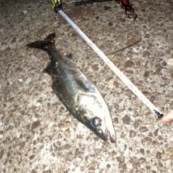 丸々太ってガッツリいい引きでした！