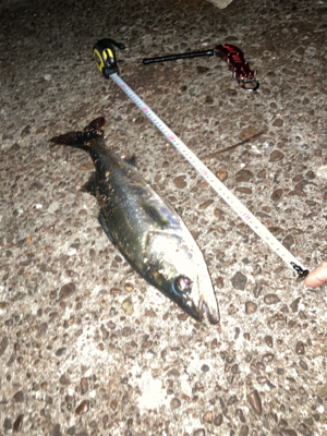 丸々太ってガッツリいい引きでした！