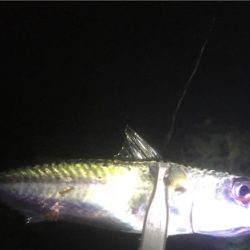 ポツポツ中アジ