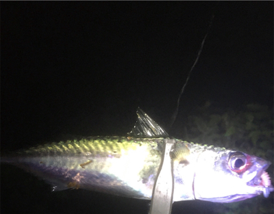 ポツポツ中アジ