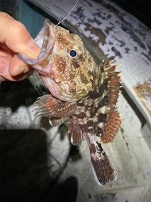 久しぶりに豆アジング