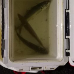 アジング練習 216