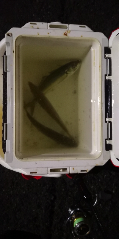 アジング練習 216