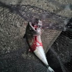 サゴシとハマチ