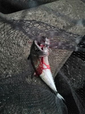 サゴシとハマチ