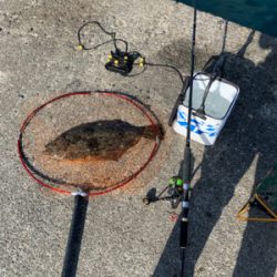 ジグ不発　ならば泳がせ