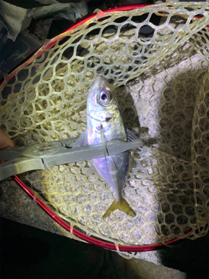 久々のアジング