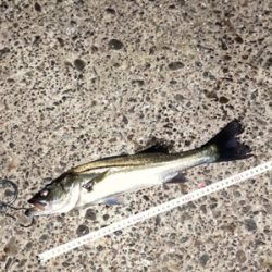 ナブラの中にいました！