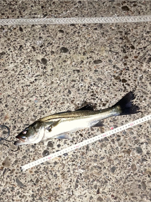 ナブラの中にいました！