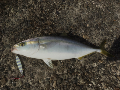 青物まわっておりまする‼︎