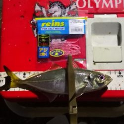 アジング練習 217