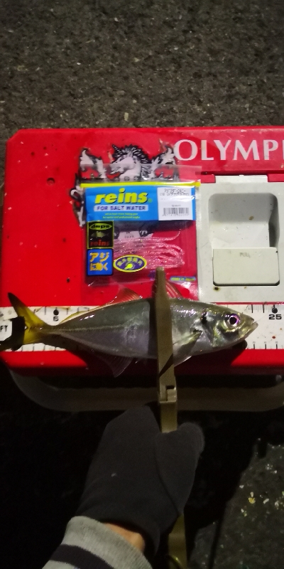 アジング練習 217