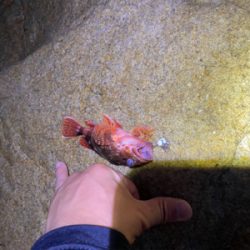 またまた穴釣り!