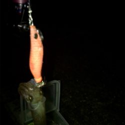 爆風の中ヒイカ釣りσ(^_^;)