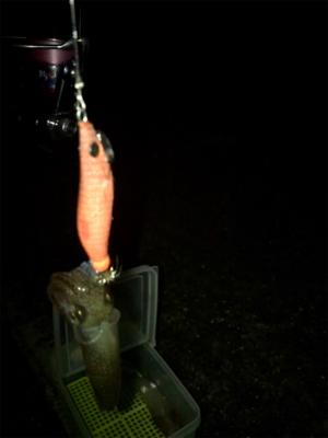 爆風の中ヒイカ釣りσ(^_^;)